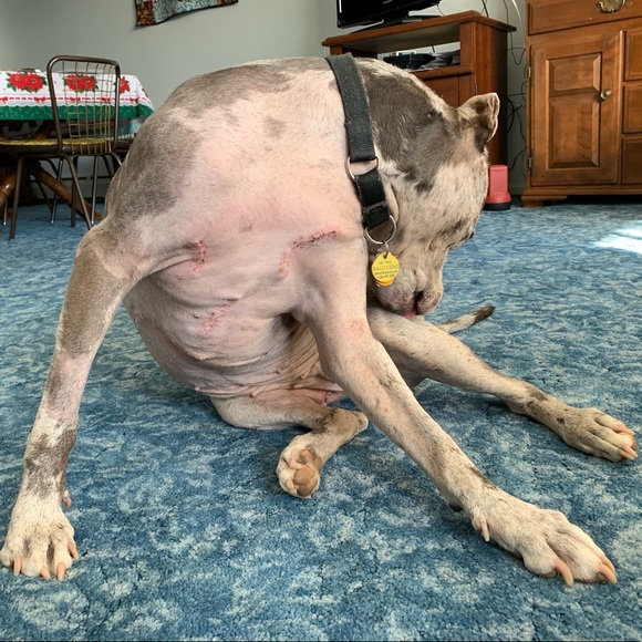 ❤️LOVE BUNDLES & MY TIKAI FRANKENWEENIE!⚡️ - Picture 8 of 8